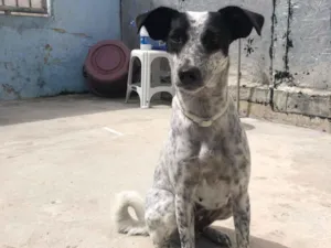 Cachorro raça SRD-ViraLata idade 1 ano nome Dora