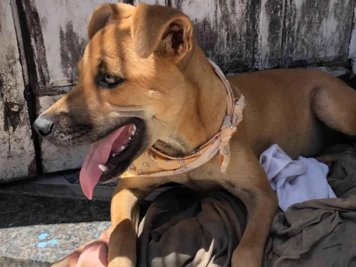 Cachorro raça SRD-ViraLata idade 2 a 6 meses nome Belinha