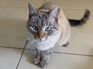 Gato raça SRD-ViraLata idade 6 ou mais anos nome Angelina