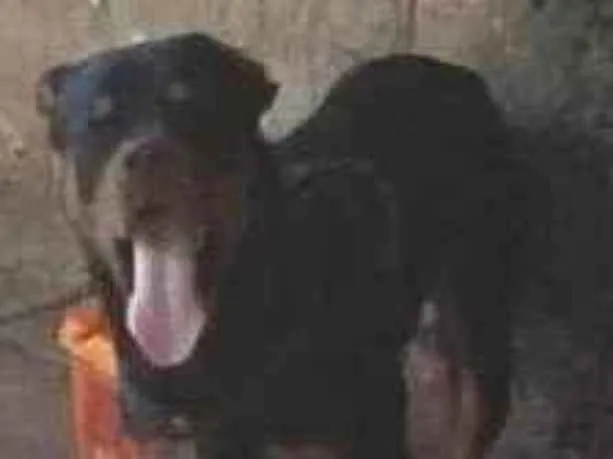 Cachorro raça Rottweiler idade 2 anos nome thor