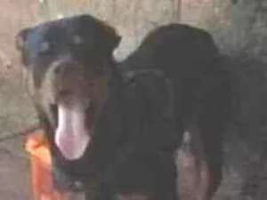 Cachorro raça Rottweiler idade 2 anos nome thor