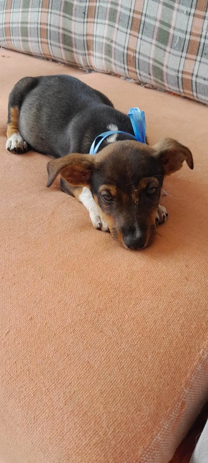 Cachorro raça SRD-ViraLata idade Abaixo de 2 meses nome Não tem nome 