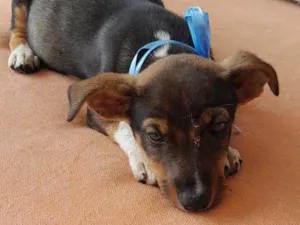 Cachorro raça SRD-ViraLata idade Abaixo de 2 meses nome Não tem nome 