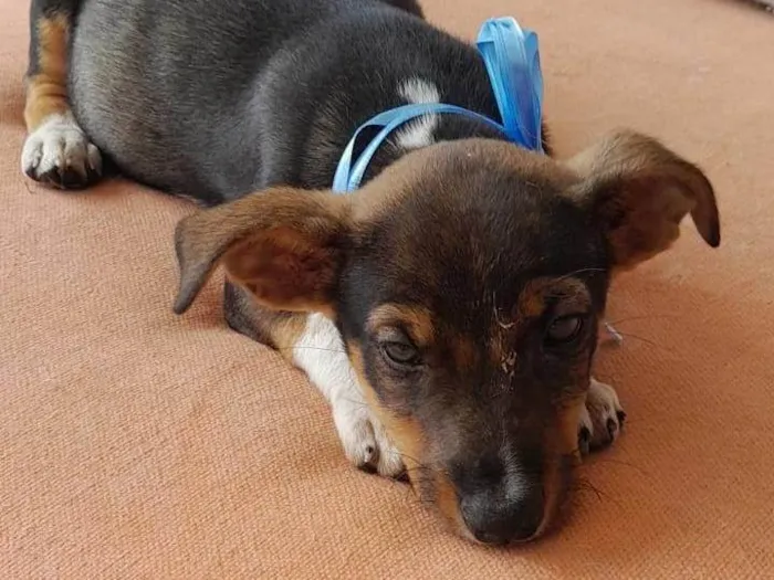 Cachorro raça SRD-ViraLata idade Abaixo de 2 meses nome Não tem nome 