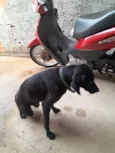 Cachorro raça SRD-ViraLata idade 3 anos nome Negona