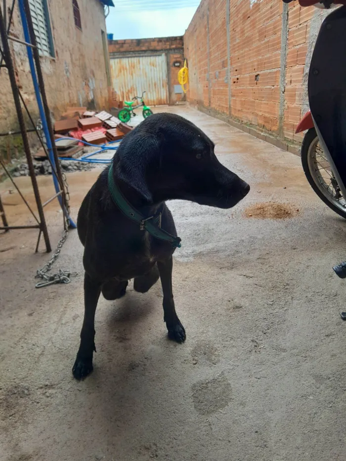 Cachorro raça SRD-ViraLata idade 3 anos nome Negona