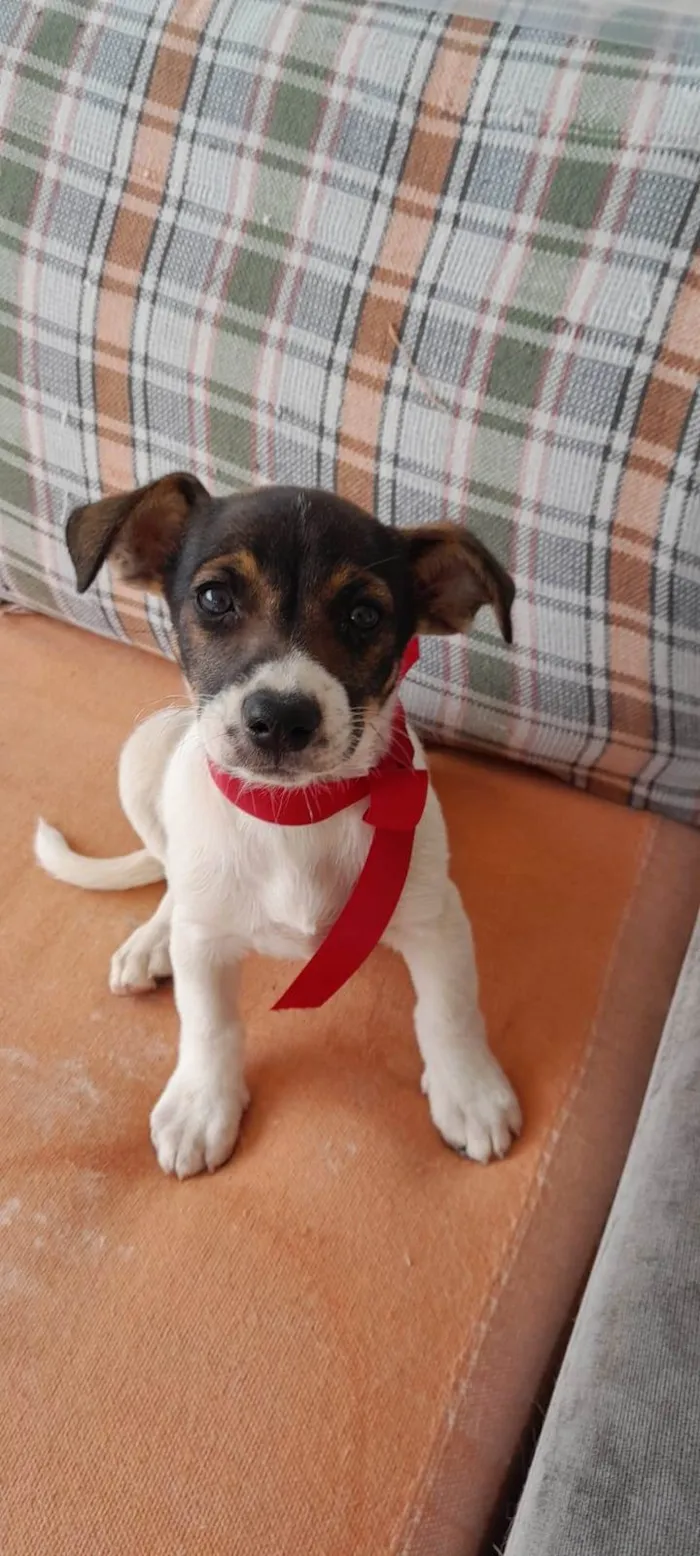 Cachorro raça SRD-ViraLata idade Abaixo de 2 meses nome não tem nome 