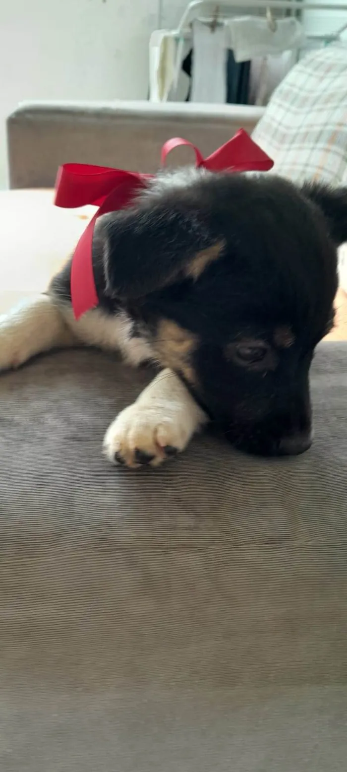 Cachorro raça SRD-ViraLata idade Abaixo de 2 meses nome não tem nome 