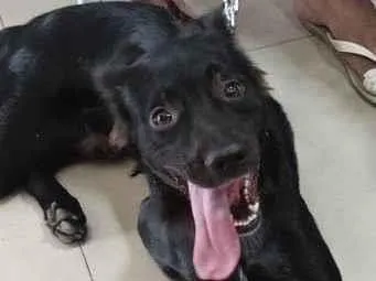 Cachorro raça Labrador idade 1 ano nome Ralph 