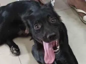 Cachorro raça Labrador idade 1 ano nome Ralph 