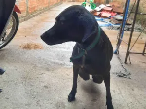 Cachorro raça SRD-ViraLata idade 3 anos nome Negona