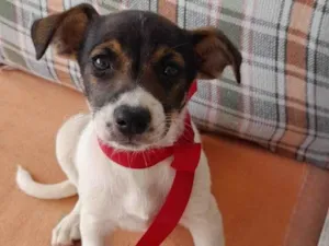Cachorro raça SRD-ViraLata idade Abaixo de 2 meses nome não tem nome 