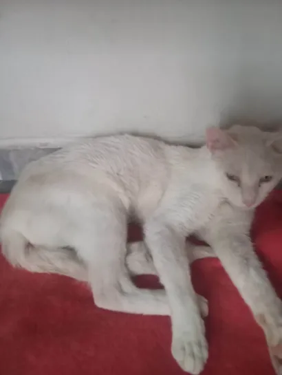 Gato raça SRD-ViraLata idade Abaixo de 2 meses nome Gato para adoção 