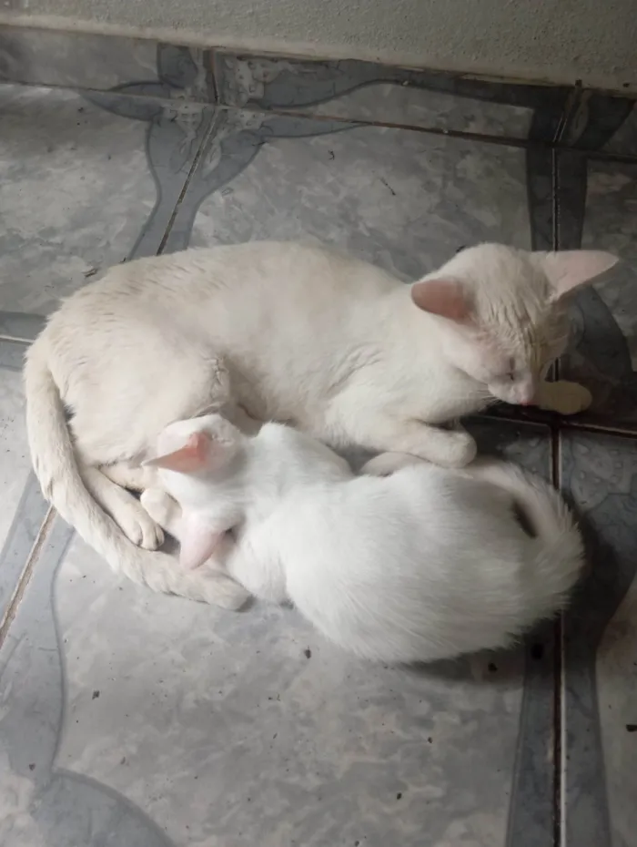 Gato raça SRD-ViraLata idade 2 anos nome Gato para adoção 