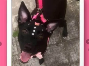 Cachorro raça SRD-ViraLata idade 7 a 11 meses nome Maju