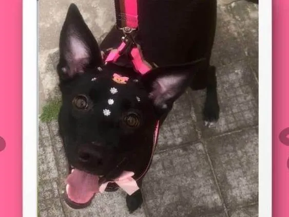 Cachorro raça SRD-ViraLata idade 7 a 11 meses nome Maju