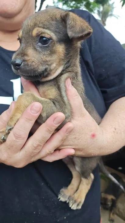 Cachorro raça SRD-ViraLata idade 2 a 6 meses nome ADRIANA NUNES LIMONGE