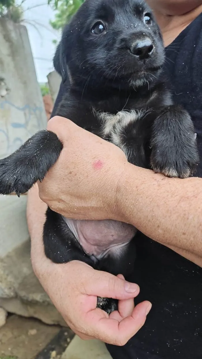 Cachorro raça SRD-ViraLata idade 2 a 6 meses nome ADRIANA NUNES LIMONGE