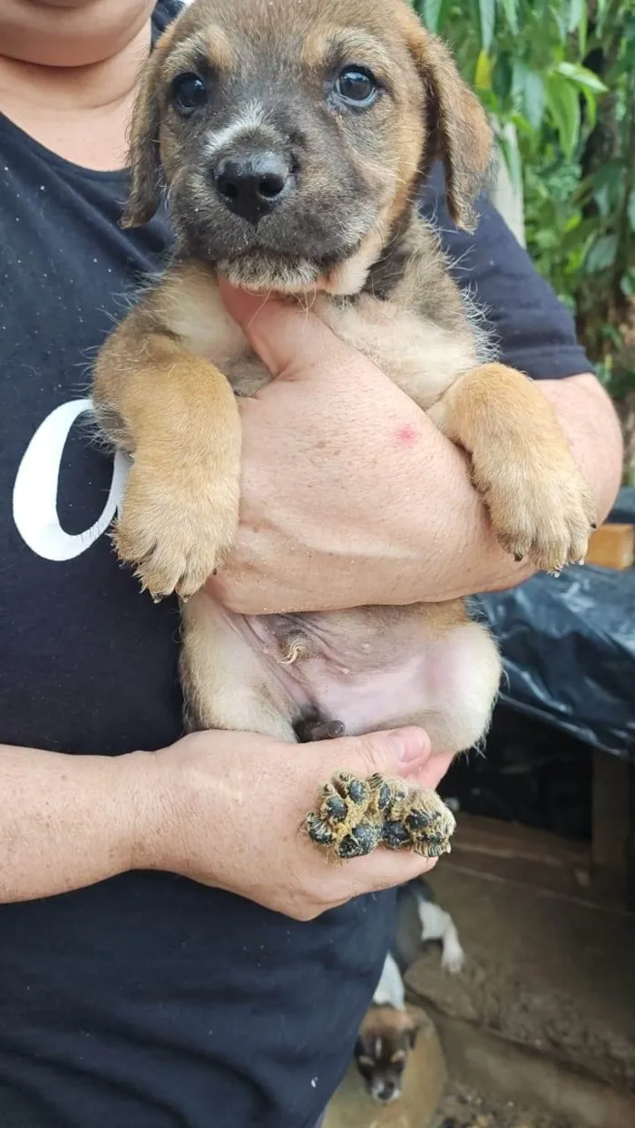 Cachorro raça SRD-ViraLata idade 2 a 6 meses nome ADRIANA NUNES LIMONGE