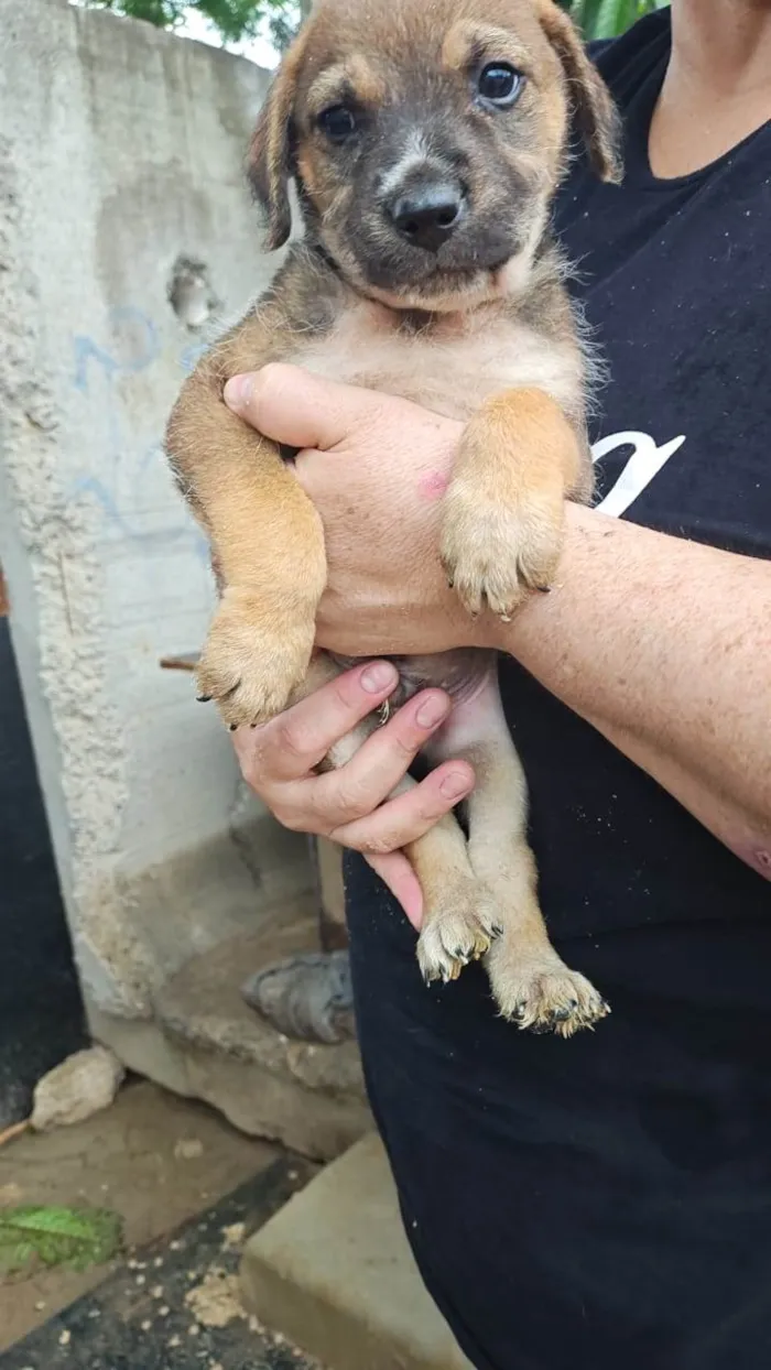 Cachorro raça SRD-ViraLata idade 2 a 6 meses nome ADRIANA NUNES LIMONGE