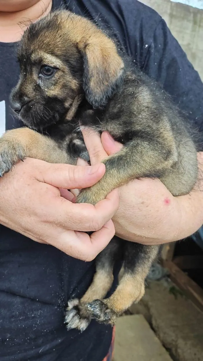 Cachorro raça SRD-ViraLata idade 2 a 6 meses nome ADRIANA NUNES LIMONGE