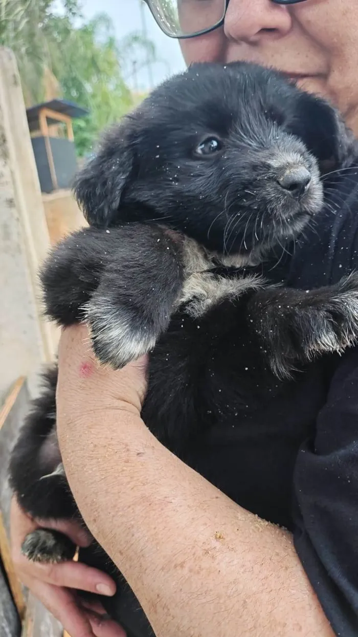 Cachorro raça SRD-ViraLata idade 2 a 6 meses nome ADRIANA NUNES LIMONGE