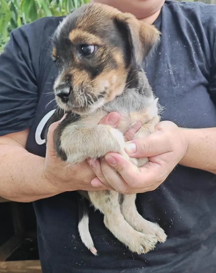 Cachorro raça SRD-ViraLata idade 2 a 6 meses nome ADRIANA NUNES LIMONGE