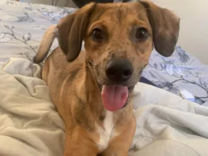 Cachorro raça SRD-ViraLata idade 7 a 11 meses nome juca