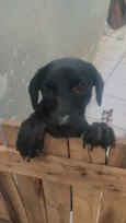 Cachorro raça SRD-ViraLata idade 3 anos nome Ravena