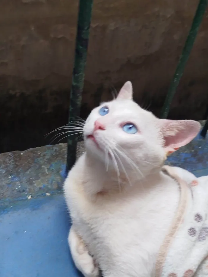 Gato raça SRD-ViraLata idade 2 anos nome Sansão 