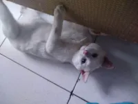 Gato raça SRD-ViraLata idade 2 anos nome Sansão 