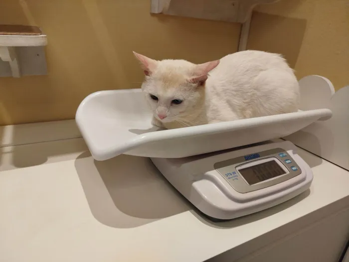 Gato raça SRD-ViraLata idade 2 anos nome Sansão 