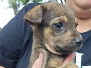 Cachorro raça SRD-ViraLata idade 2 a 6 meses nome ADRIANA NUNES LIMONGE