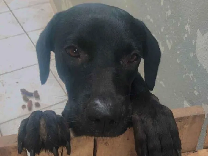 Cachorro raça SRD-ViraLata idade 3 anos nome Ravena