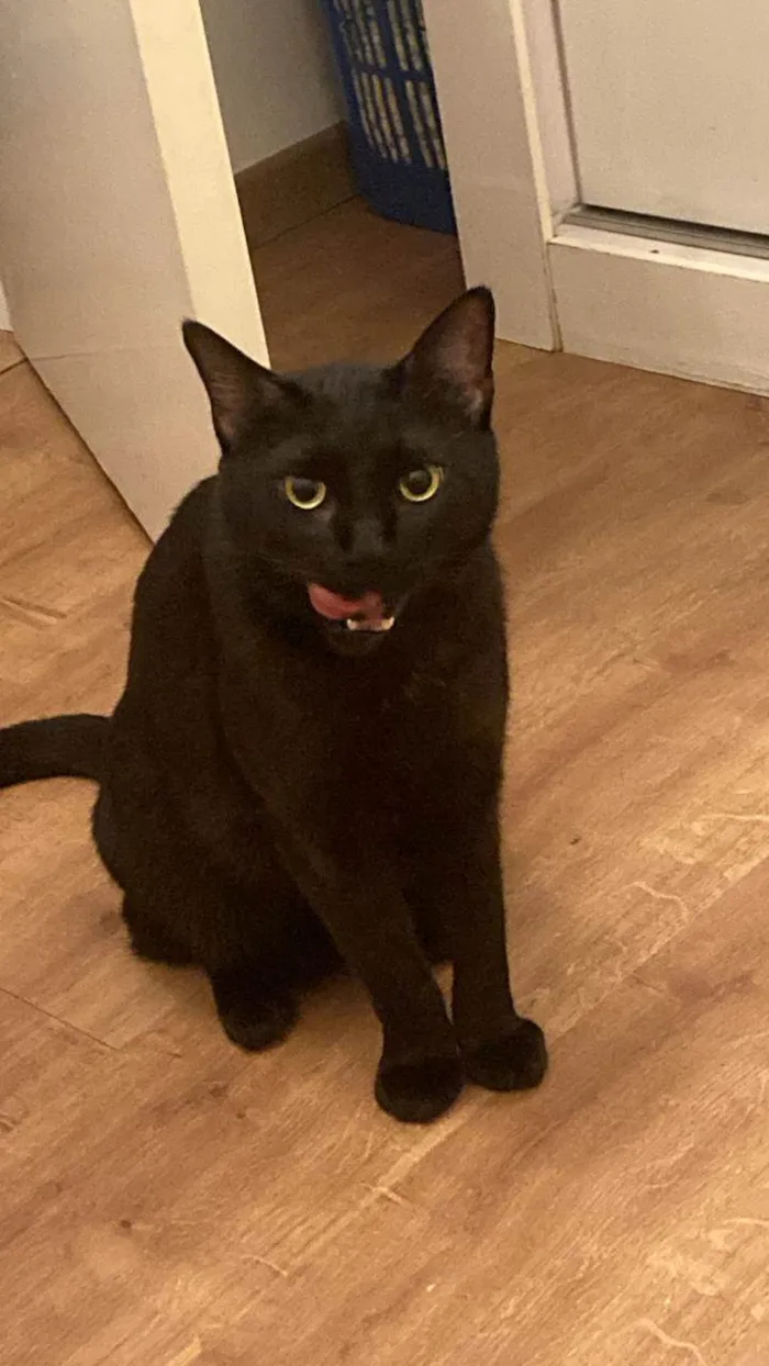 Gato raça SRD-ViraLata idade 3 anos nome Chico