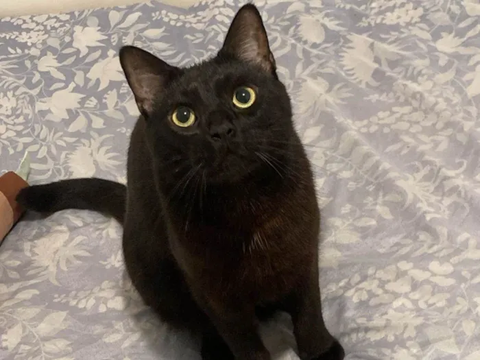 Gato raça SRD-ViraLata idade 3 anos nome Chico