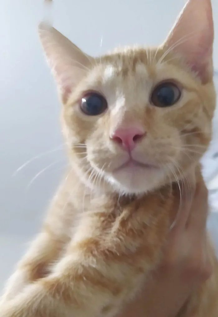 Gato raça SRD-ViraLata idade 1 ano nome Leon