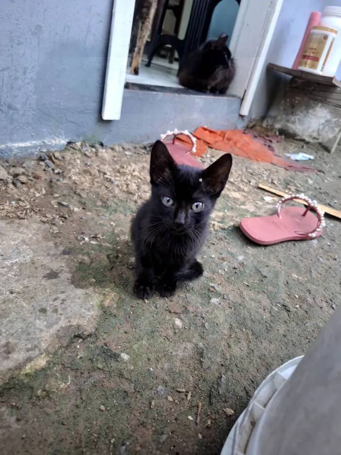 Gato raça SRD-ViraLata idade Abaixo de 2 meses nome Chico