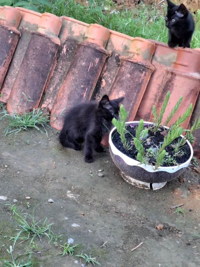 Gato raça SRD-ViraLata idade Abaixo de 2 meses nome Chico