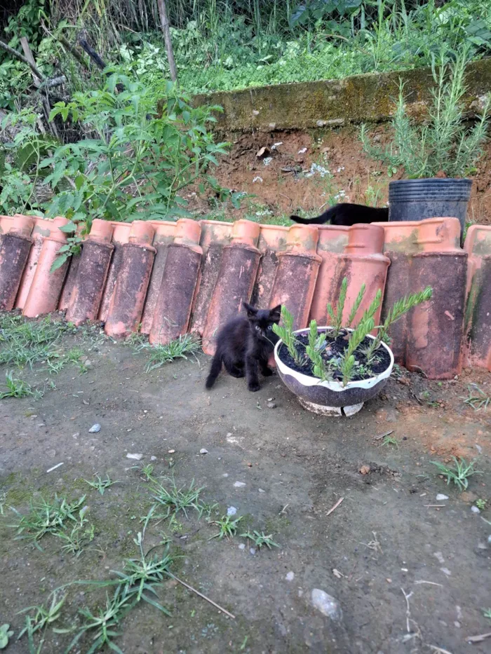 Gato raça SRD-ViraLata idade Abaixo de 2 meses nome Chico