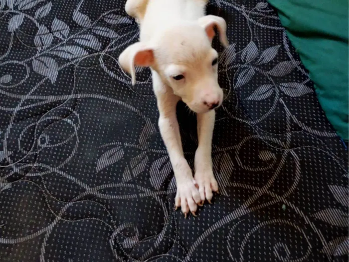 Cachorro raça Dogue Alemão idade Abaixo de 2 meses nome Apolo