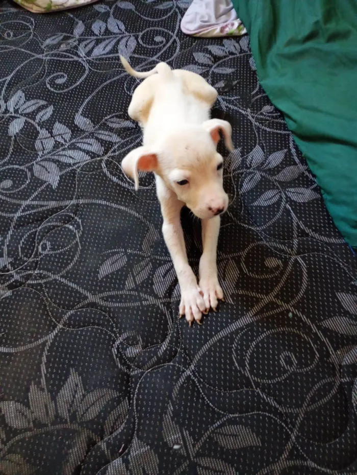 Cachorro raça Dogue Alemão idade Abaixo de 2 meses nome Apolo