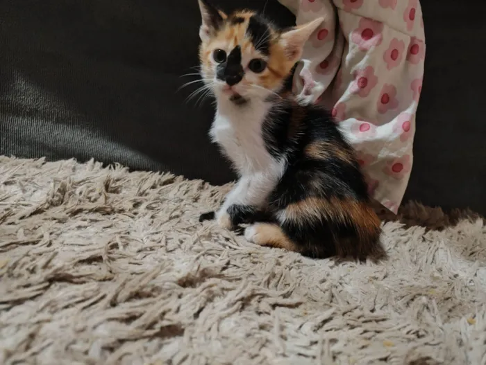 Gato raça SRD-ViraLata idade 2 a 6 meses nome Cinthia  Daflon