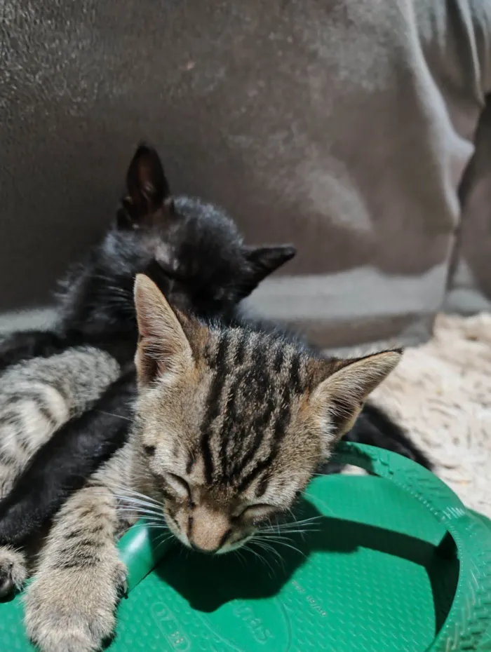 Gato raça SRD-ViraLata idade 2 a 6 meses nome Cinthia  Daflon