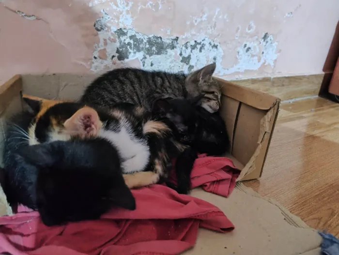 Gato raça SRD-ViraLata idade 2 a 6 meses nome Cinthia  Daflon