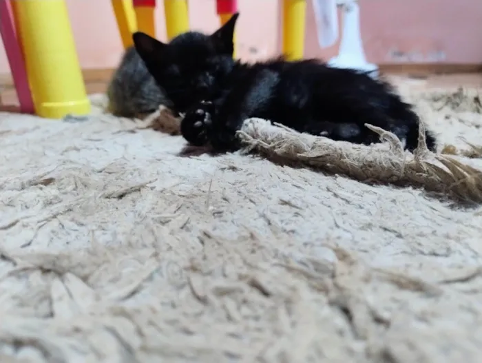 Gato raça SRD-ViraLata idade 2 a 6 meses nome Cinthia  Daflon