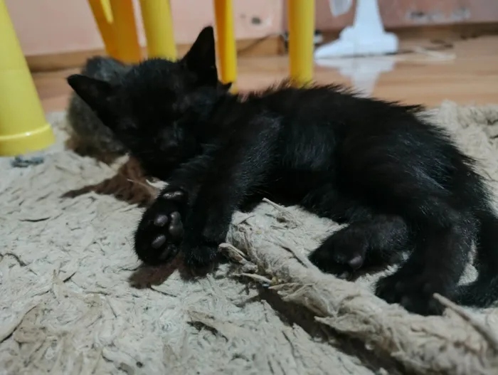 Gato raça SRD-ViraLata idade 2 a 6 meses nome Cinthia  Daflon