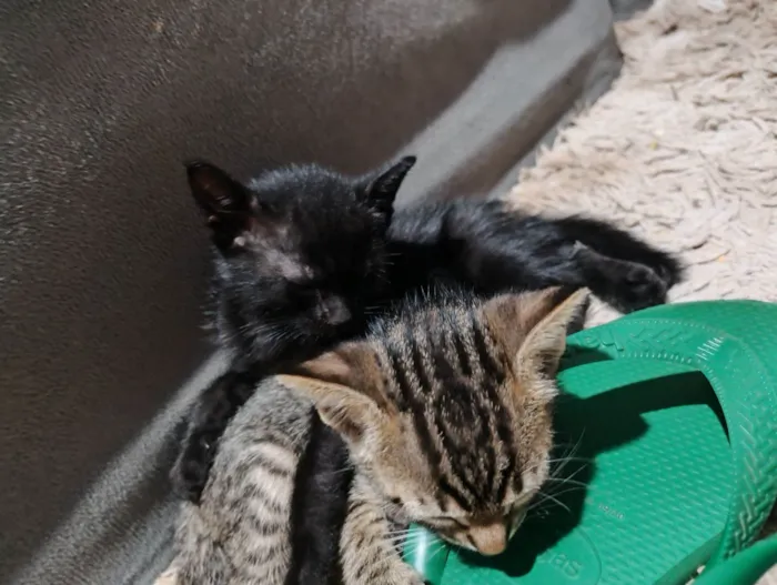 Gato raça SRD-ViraLata idade 2 a 6 meses nome Cinthia  Daflon