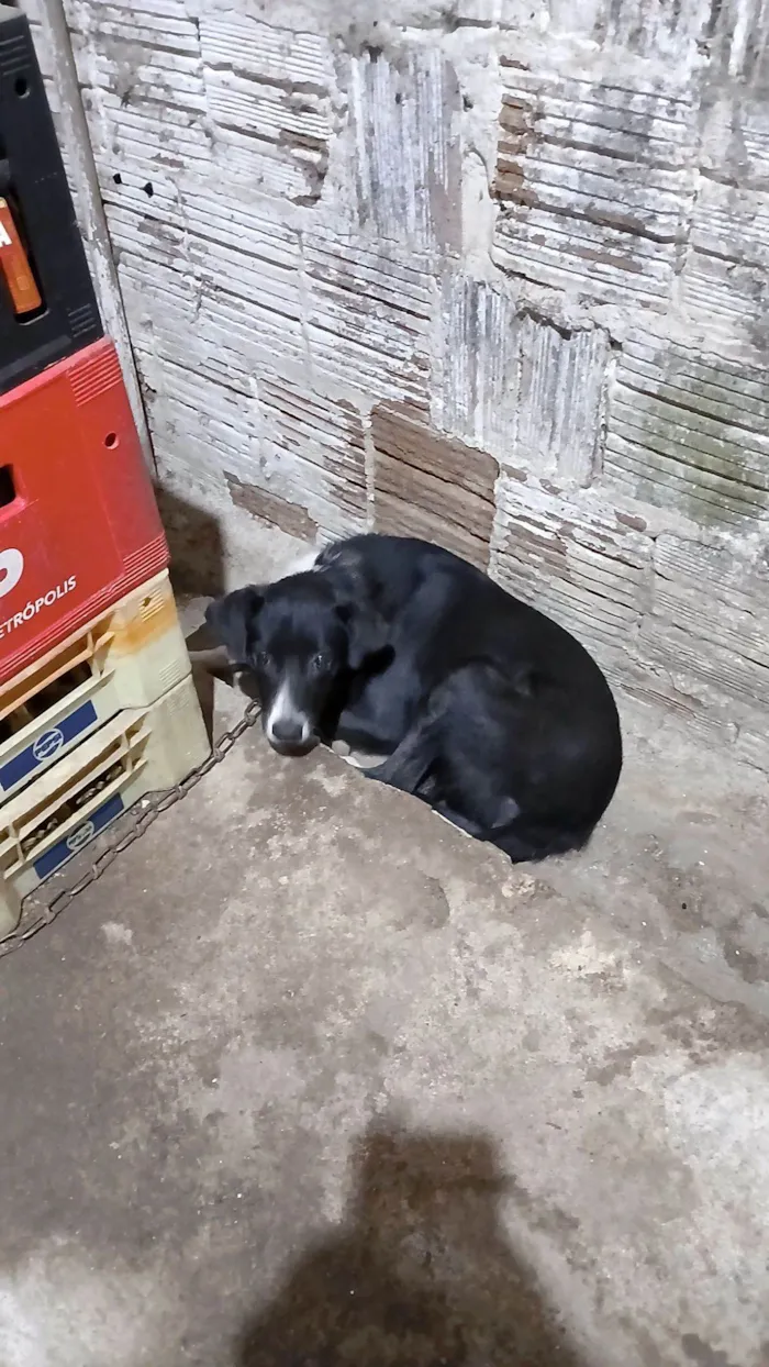 Cachorro raça SRD-ViraLata idade 7 a 11 meses nome Pretinha 