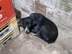 Cachorro raça SRD-ViraLata idade 7 a 11 meses nome Pretinha 